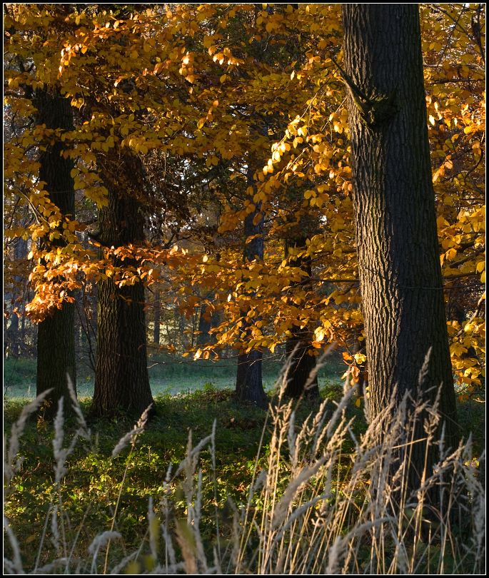 DSC_0023 podzimní