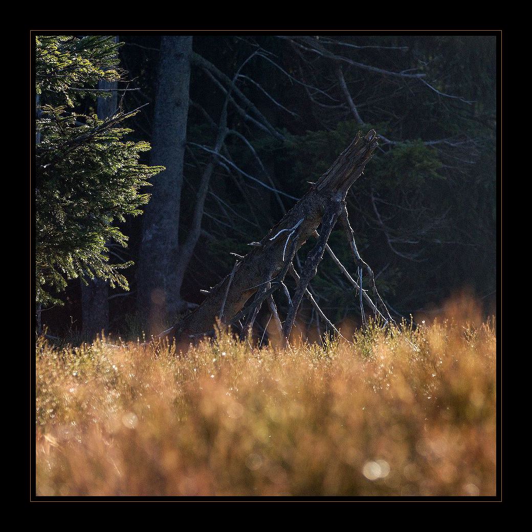 Pustevny_0128