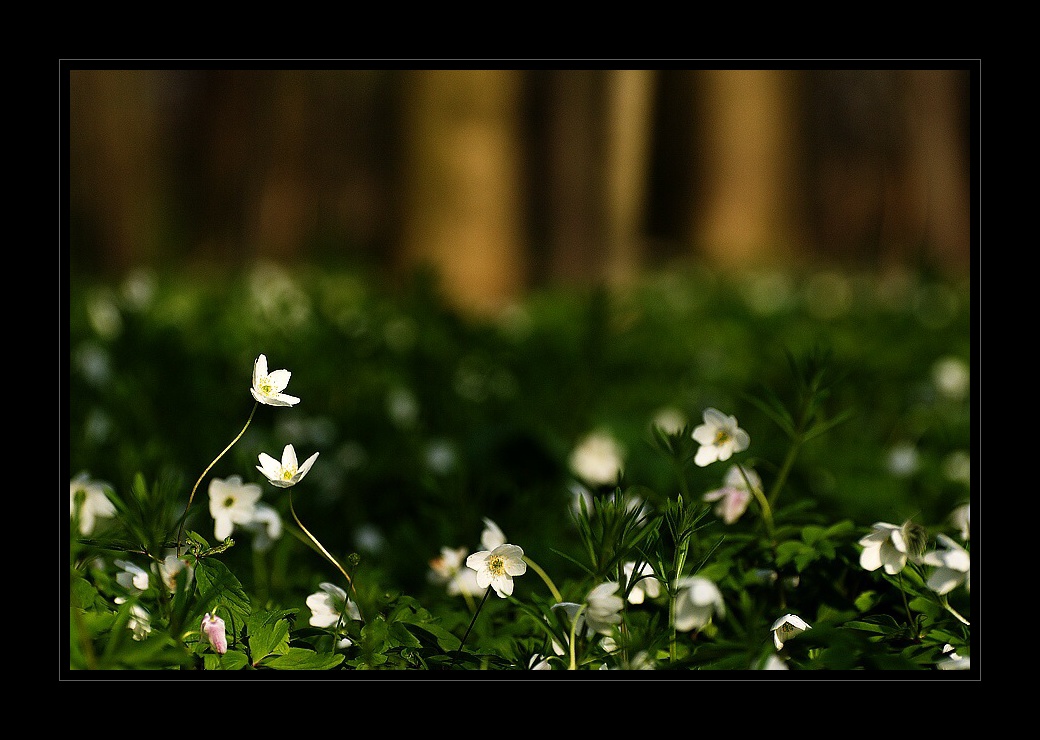 DSC_0159 sasanky