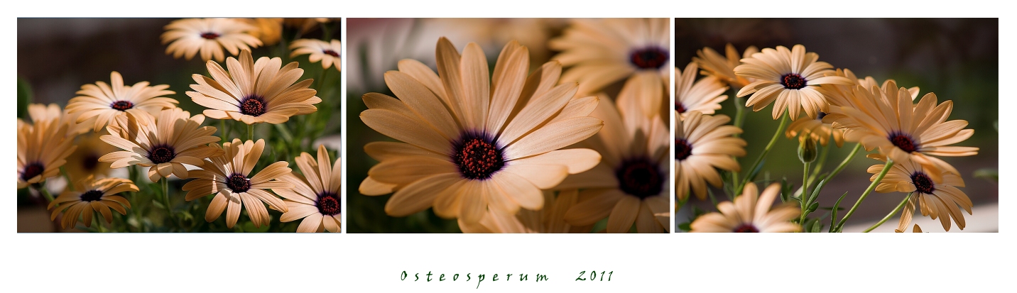 Osteoperum