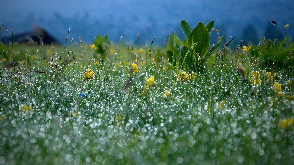 DSC_0371
