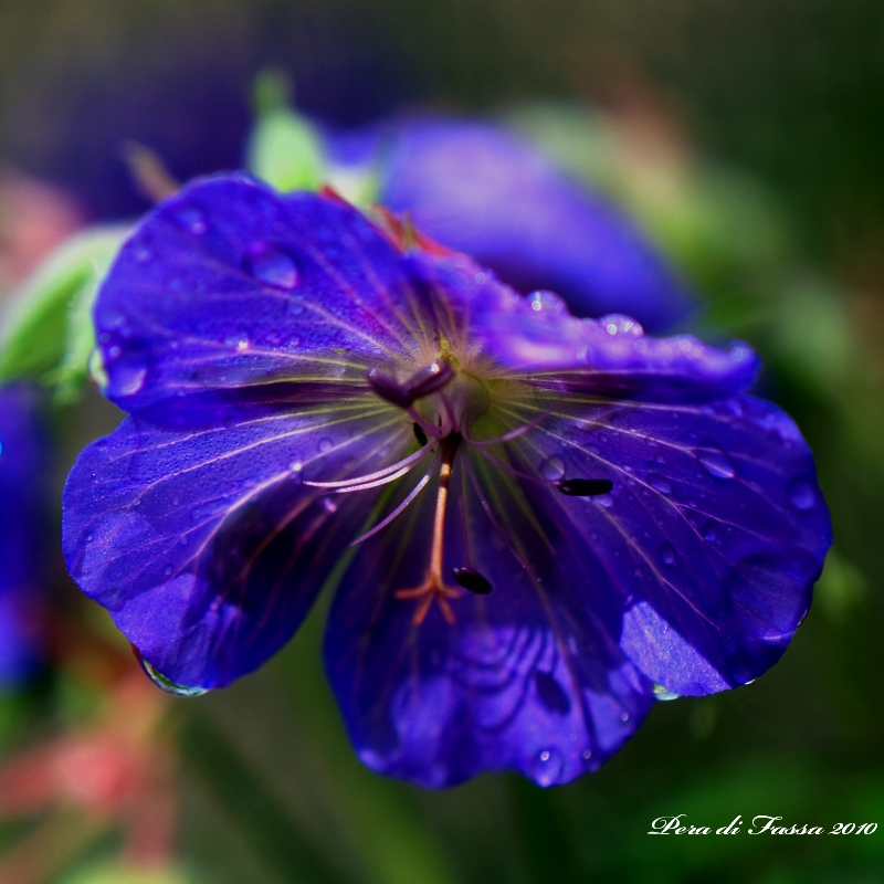 DSC_0052 a