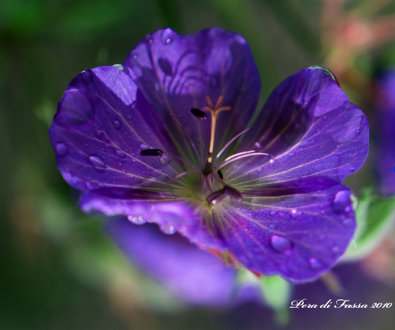 DSC_0052 b