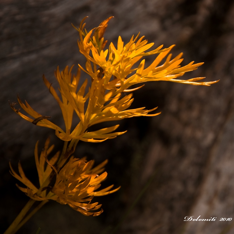 DSC_0198 a