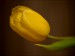 tulipánová .